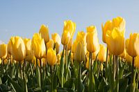 Zonnige gele tulpen