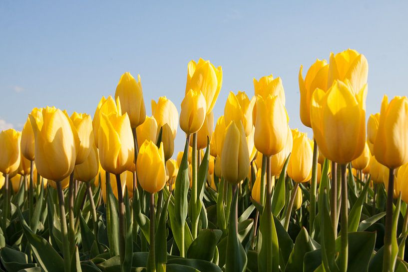 Zonnige gele tulpen van Monique Hassink