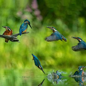Diving cycle of the kingfisher