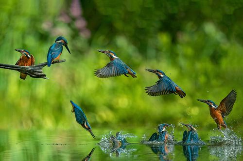 Duik cyclus van de ijsvogel