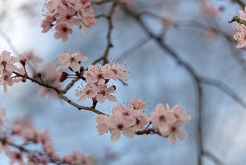 Roze bloesem op kale wintertakken