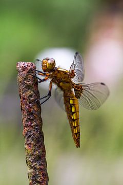 Vliegend gouden draakje - macrofotografie