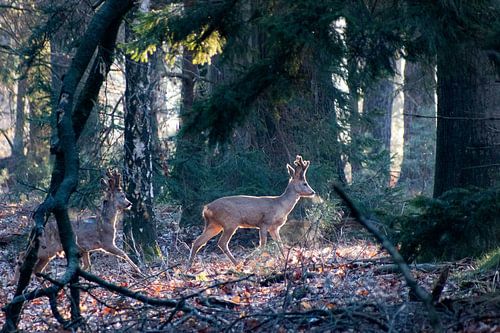 Deer walking through the sunny forest