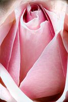 Closeup van een roze roos