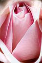 Closeup van een roze roos van Youri Mahieu thumbnail