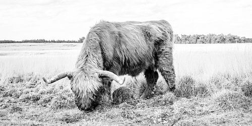 Schotse hooglander grazend van hoog gras