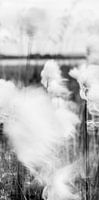 Peat moss (Part 2 of triptych)