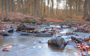 Bachlauf am Bensberger See, Bergisch Gladbach, Deutschland