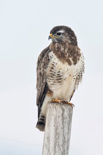 Maeusebussard ( Buteo buteo ) sitzt im Winter auf einem verwitterten Zaunpfahl und schaut sich um, t
