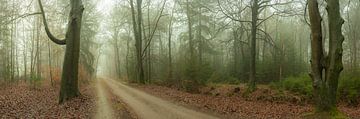 Brouillard d'automne sur la Zandlaan à Beetsterzwaag Opsterland Friesland