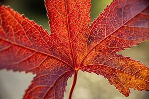 Autumn leaf (close-up) by Bas Rutgers