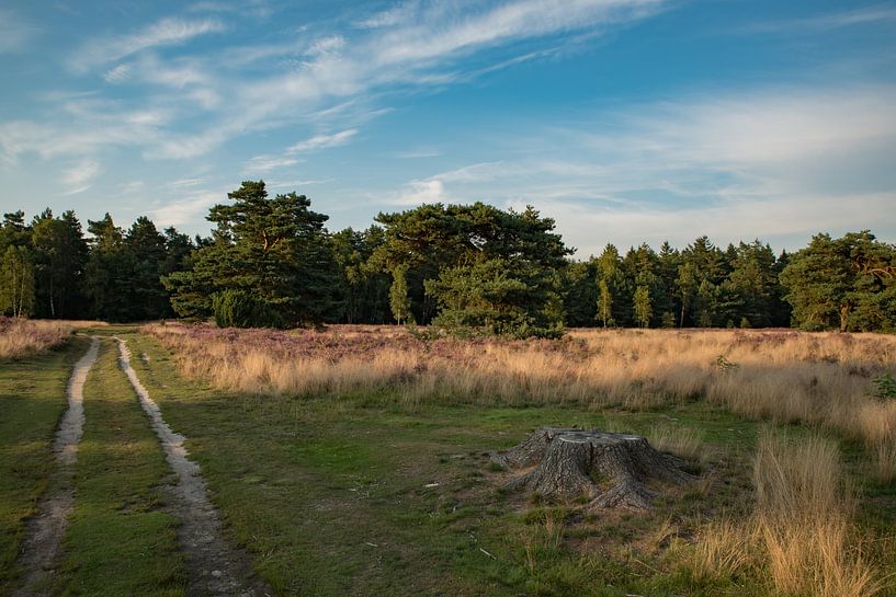paysage de landes de blanchiment par peters-fotos.nl