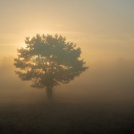 Licht hinter dem Baum! von Margo Lammers