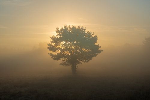 Licht hinter dem Baum!