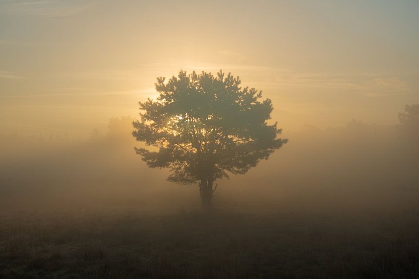 lumière derrière l'arbre! par Margo Lammers