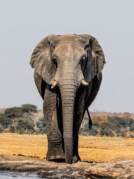 Elefant von Omega Fotografie