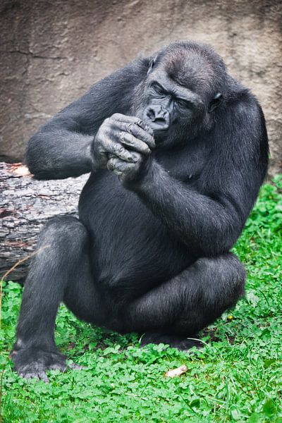 Ein Gorilla-Affe sitzt mit gefalteten Händen im Gras, als ob sie etwas raucht, verbotenes Bild von Michael Semenov