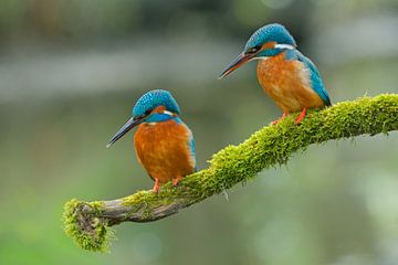 Eisvögel von Eisvogel.land - Corné van Oosterhout