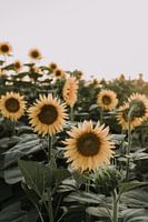 Zonnebloemen veld | Italie | Toscane