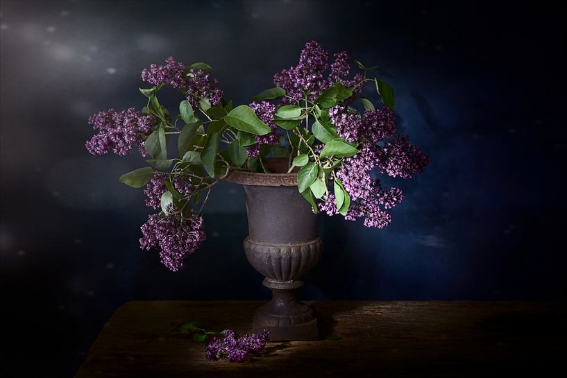 Flower bomb.Still life with purple lilacs . by Saskia Dingemans Awarded Photographer