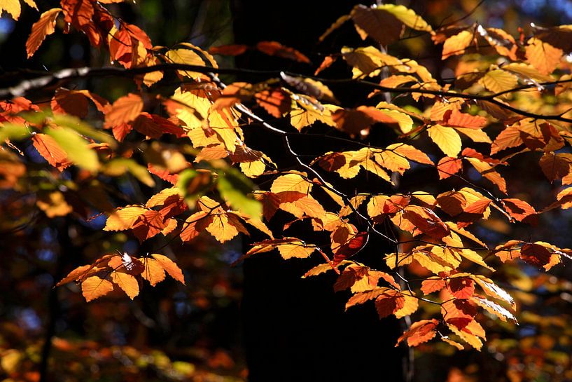 Beech by Thomas Jäger