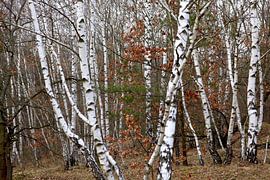 Birch by Thomas Jäger