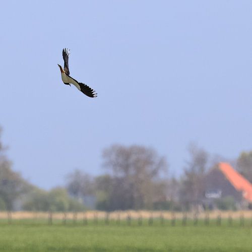 Kievit over de weide van Age Meijer