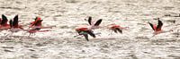 flamingo's 3  van Marloes van der Beek-Rietveld thumbnail
