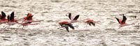 flamingo's 3 