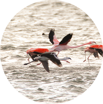 flamingo's 3  van Marloes van der Beek-Rietveld