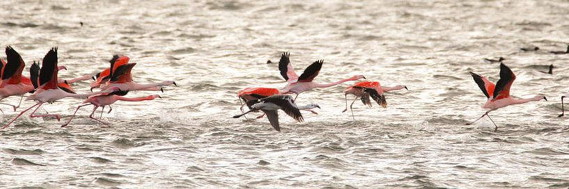 flamingo's 3  van Marloes van der Beek-Rietveld