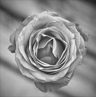 Black and white rose