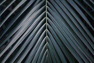 Tropisch Palm blad close-up in staal blauw | Natuur fotografie van Denise Tiggelman