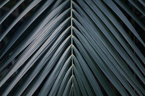 Tropical Palm leaf in steel blue color tones