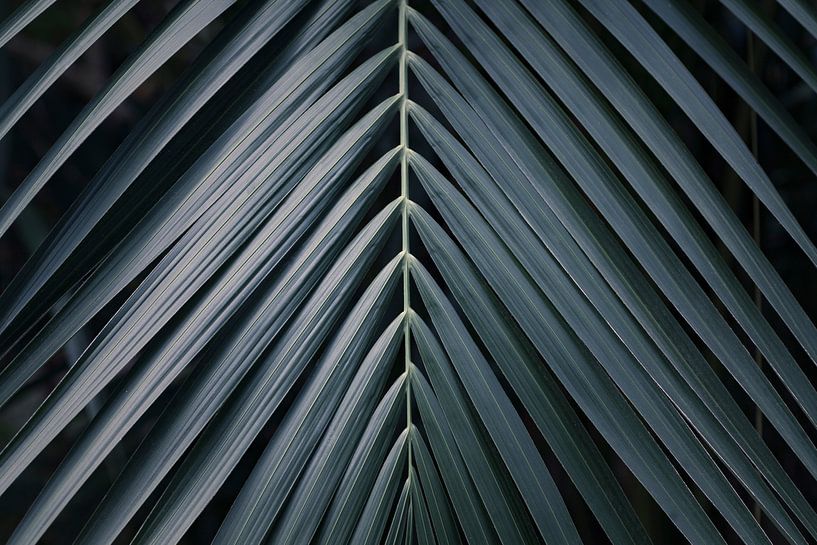 Tropisches Palmenblatt in stahlblauen Farbtönen von Denise Tiggelman