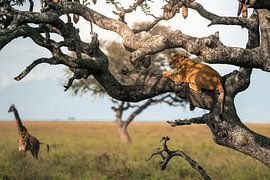 Löwin im Baum mit Giraffe im Hintergrund – Serengeti, Tanzania