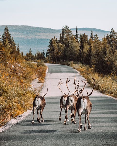 Reindeer on the road in Sweden by Expeditie Aardbol