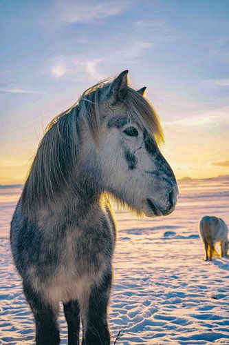 PAARD