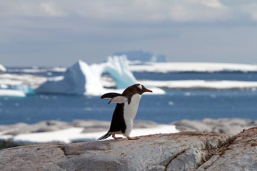 Le pingouin de Gentoo en Antarctique