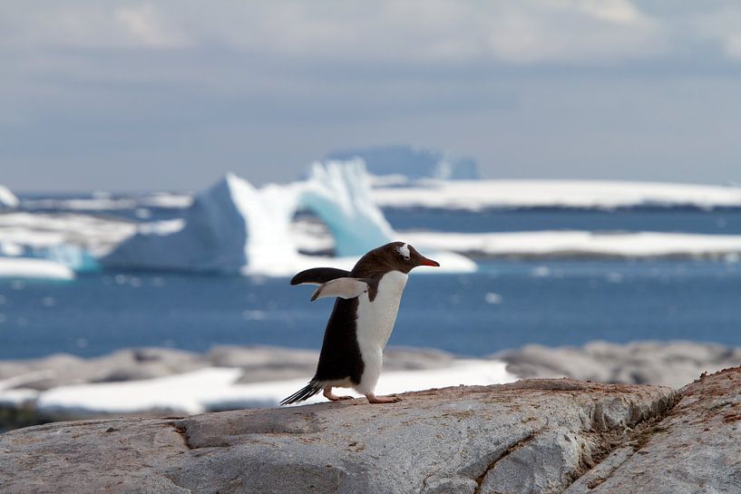 Ezelspinguïn in Antarctica van Angelika Stern