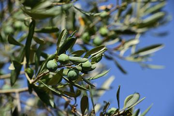 Olives on branch in front of sky