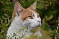 Kat in bosjes