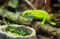 Groene Hagedis