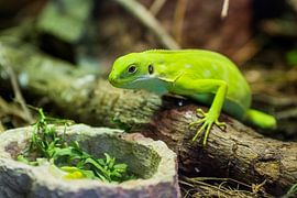 Green lizzard by Bas Witkop