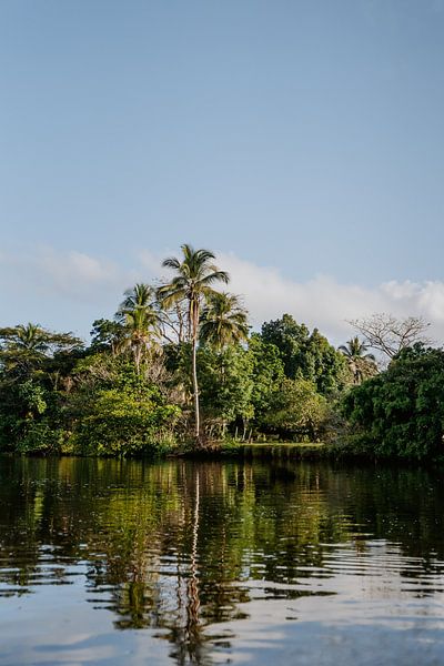 Travel photography "Palm tree" | Costa Rica | Central America | Monteverde | green | mountains | Photography | Photo Print | Art Print by Estelle Bijker Fotografie
