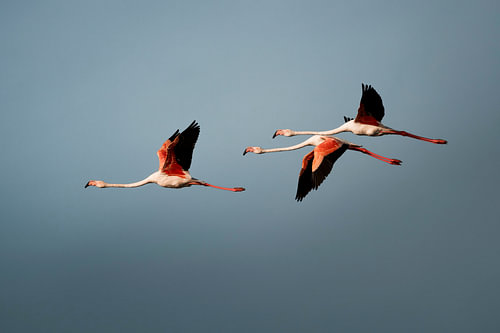 Flamingo's in Formatievlucht tegen Blauwe Lucht