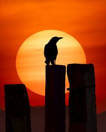 The crow, on the Haniel spoil tip. by LICHTERKISTE