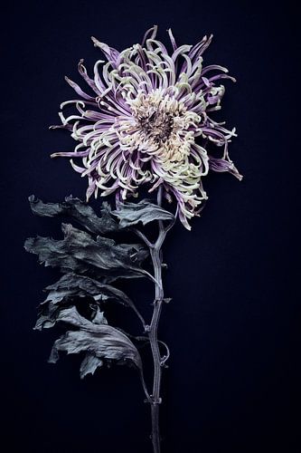 dried chrysanthemum on black