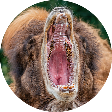 Dromedaris gapend - Camelus dromedarius van Rob Smit