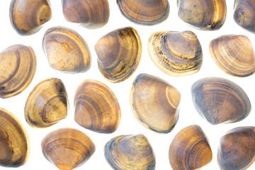 Shells in earth tones on white background by Lisette Rijkers